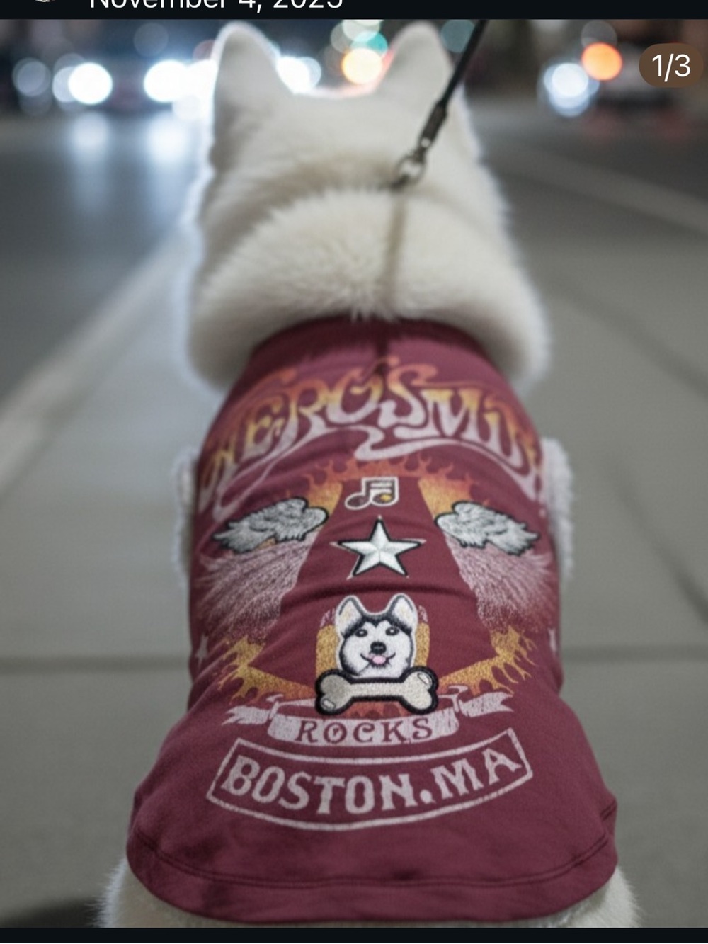 Aerosmith Rock Band Boston MA Maroon Dog Tee - Stylish Pet Shirt